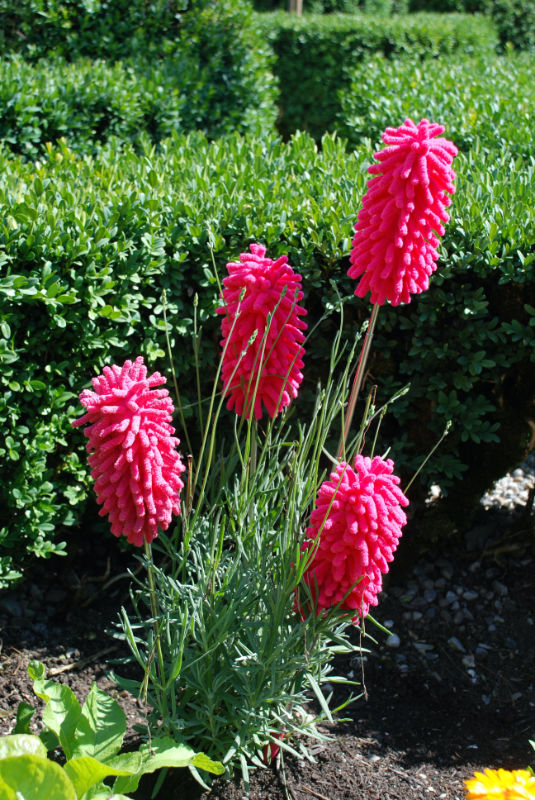 In der Bildansicht öffnen (Bild: sachseln)